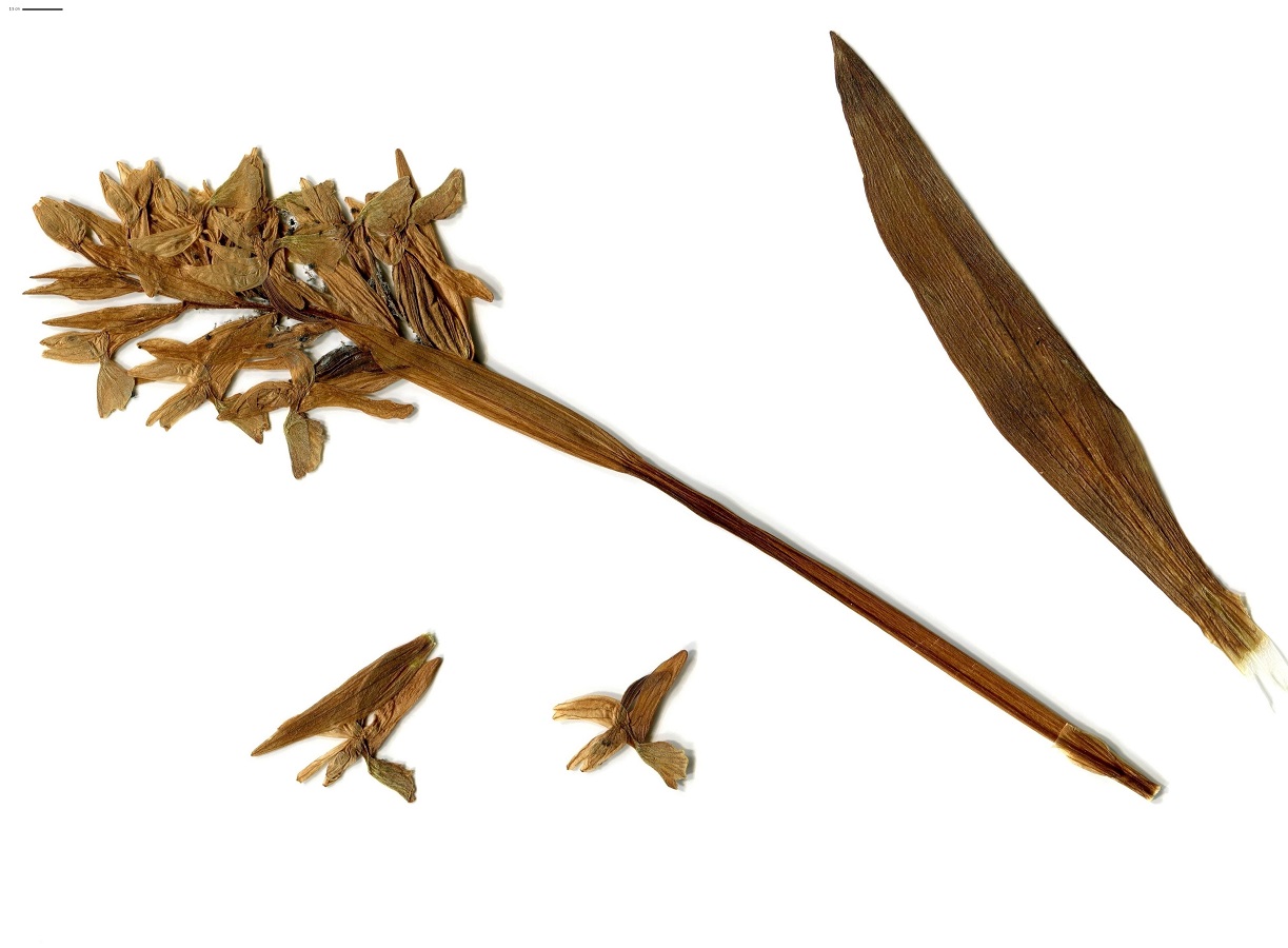 Dactylorhiza sambucina (Orchidaceae)